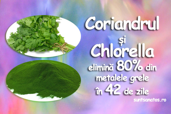 coriandru-chlorella