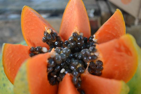seminte papaya