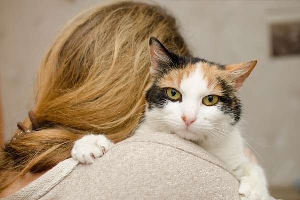 Pisica, un leac minunat pentru vindecarea TIROIDEI