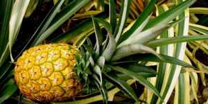 Ananasul, fruct exotic delicios