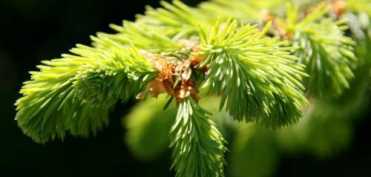 Tratamentul ayurvedic al pneumoniei