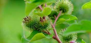 Brusturele - puternic detoxifiant. Curata sangele, limfa si pielea. Ajuta in caz de cancer si diabet