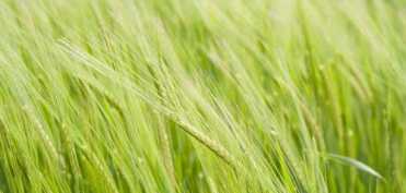 Graul Triticum spelta