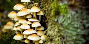 6 moduri prin care ciupercile pot salva lumea