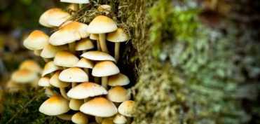 Ciupercile medicinale ajuta la reechilibrarea sistemului imun