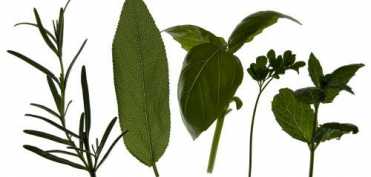 5 verdeturi importante pentru sanatatea ta