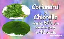 Coriandrul si Chlorella elimina 80% din metalele grele in 42 de zile