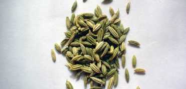 Feniculul - un excelent fortifiant