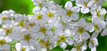 Atitudinea interioara ideala pe care trebuie sa o aiba vindecatorul