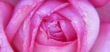 Secrete din universul vegetal pentru igiena intima