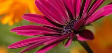 Gandul are putere vindecatoare