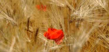 Tratament ayurvedic pentru raceala de tip Pitta