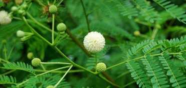 Tipologia constitutionala preponderent Vata