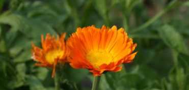 Tipologia constitutionala preponderent Pitta