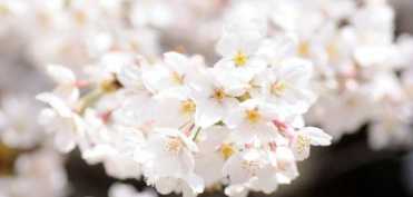 Florile comestibile - izvor de frumusete, enzime si vitamine