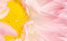 Uleiuri, oteturi medicinale si lotiuni naturale pentru intretinerea pielii