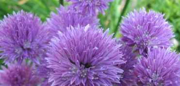 Cura pentru dezintoxicarea organismului de metalele grele