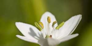 Mastozele si unele afectiuni ginecologice - Schema de tratament