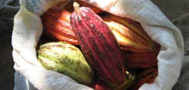 Dr. Calin Marginean - Paralela intre pudra de roscove si cacao