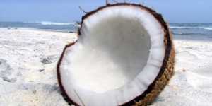 Cocos, nuca de (Cocos nucifera)