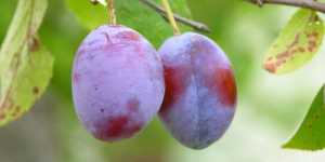 Sucul de prune