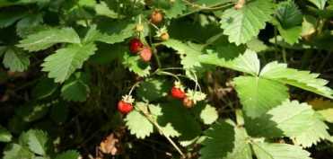 Plante salbatice comestibile