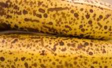 Beneficii ale bananelor foarte coapte, cu pete maronii