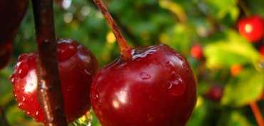 Fructele naturale si starile benefice