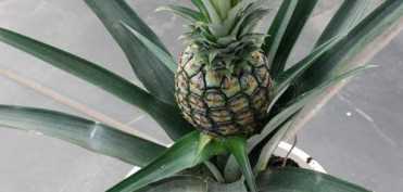 Frumusetea fructelor exotice - cum arata si cum cresc