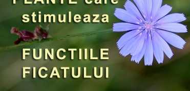 Plante care stimuleaza functiile ficatului