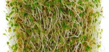 Germenii - o minune pentru sanatate