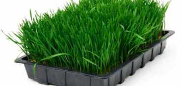 Cura cu suc  de grau verde