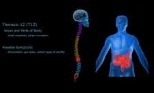 Coloana vertebrala - afectiuni asociate fiecarei vertebre