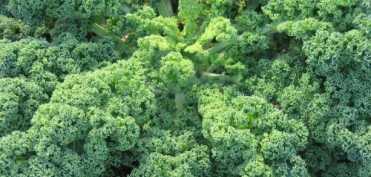 Daca vrei sa ai oase sanatoase, consuma aceste SUPERALIMENTE!