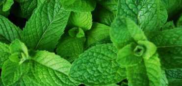 Eliminarea mirosului neplacut al gurii