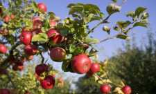 Efectele binefacatoare ale merelor