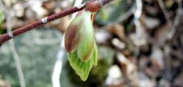 Mugurii vegetali - medicamente naturale concentrate