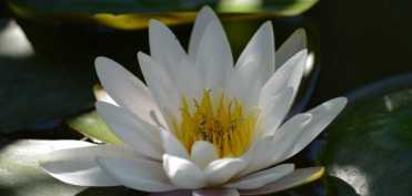 Dr. Edith Kadar - Arta IERTARII DE SINE