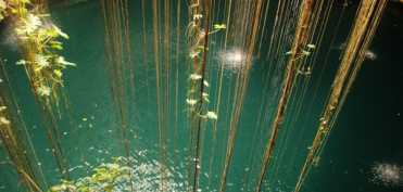 Legea adaptarii vitale