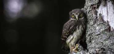 Diferenta dintre TRISTETE si DEPRESIE