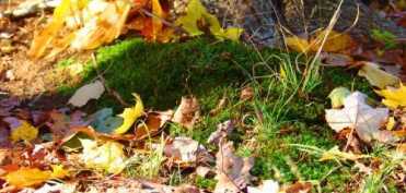 Vindecarea cu ajutorul energiei pamantului (1)