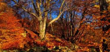 Vindecarea cu ajutorul energiei pamantului (2)