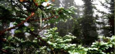 Cum puteti depasi crizele de sciatica