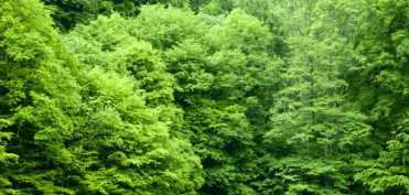 Puterea terapeutica a copacilor