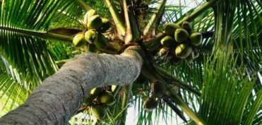 Numeroasele beneficii ale uleiului de cocos