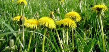 Cura cu tije de papadie