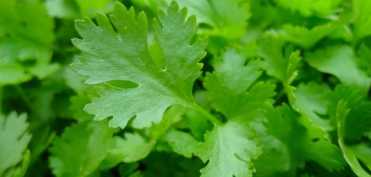 15 utilizari medicinale ale patrunjelului