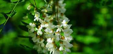 Floarea de salcam si puterile ei terapeutice