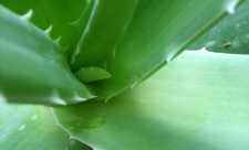 Aloe - proprietati antiseptice si antitumorale