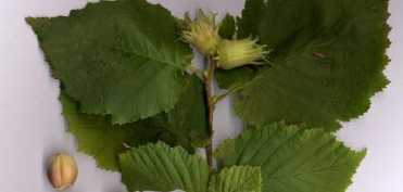 Luna Martie (Calendarul culegerii plantelor medicinale)